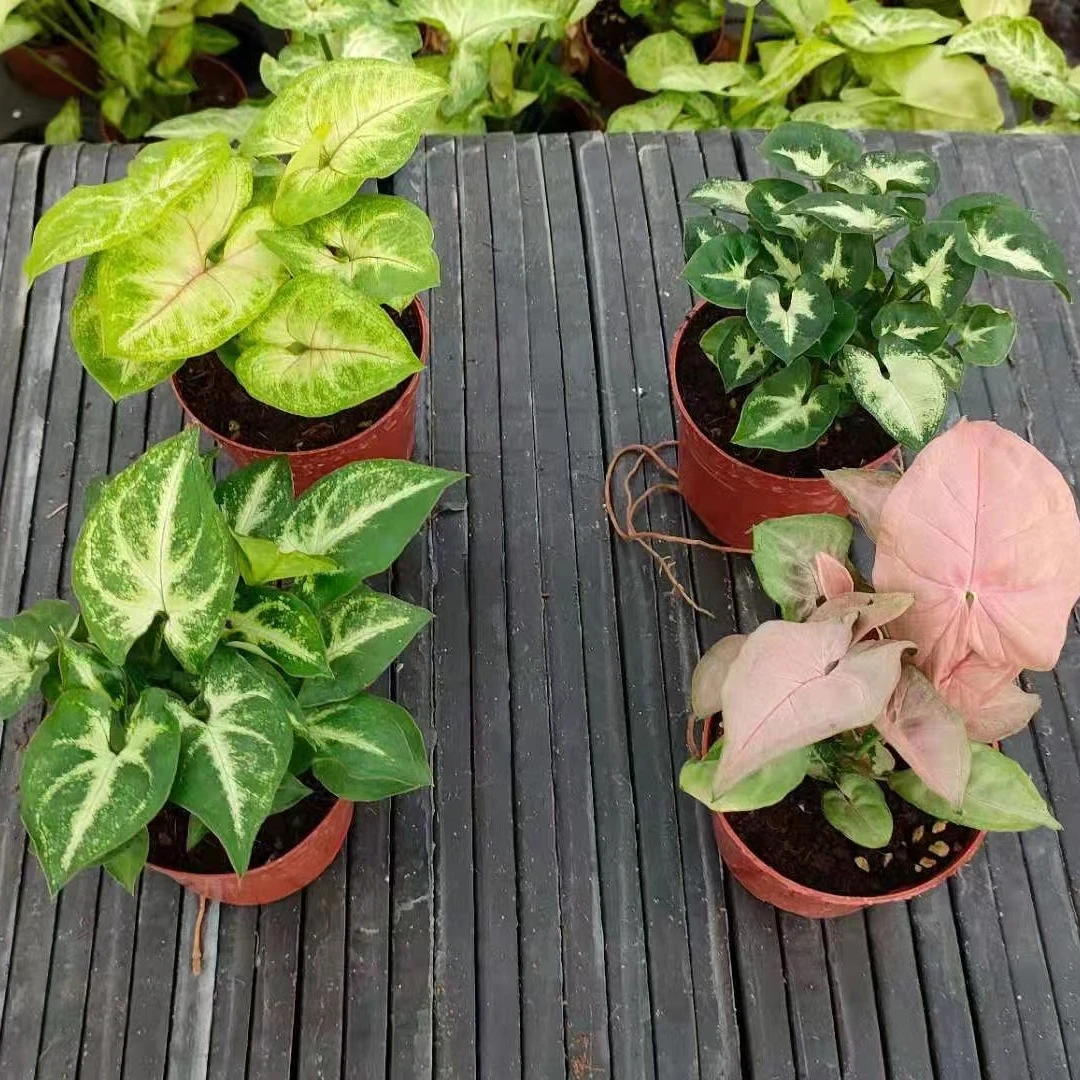 
Pink Butterfly Indoor plant bonsai Real live plants Syngonium podophyllum Schott mixed color 