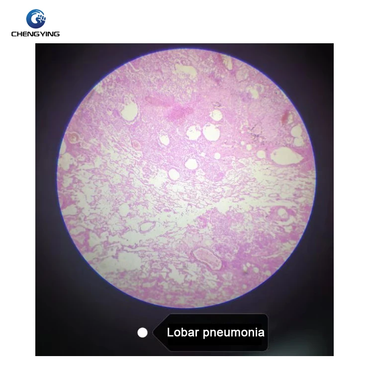 100 kinds of human microscope histology and embryo prepared slides