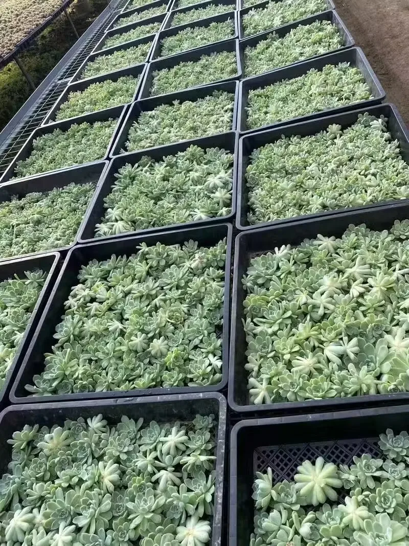 Factory Direct Sales Large Plant Tray Plastic Rice vegetable bean Nursery Seed Tray