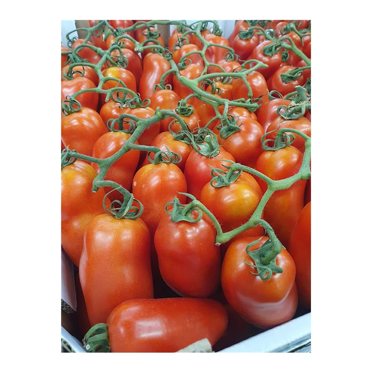 
Italian Red San Marzano Fresh Tomatoes Fresh Vegetables 