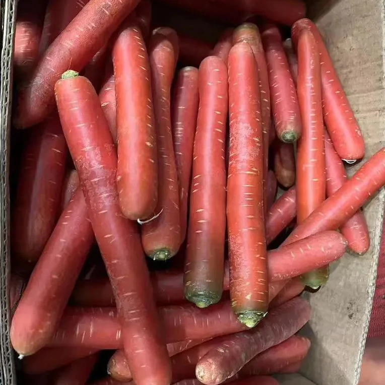 2024 new season Fresh vegetable Fruit red carrot China carrots wholesale price for fresh Indian red carrot buyer