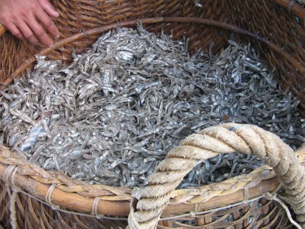 Fish Sauce High Quality / Vietnam Famous Fish Sauce Products For Wholesale