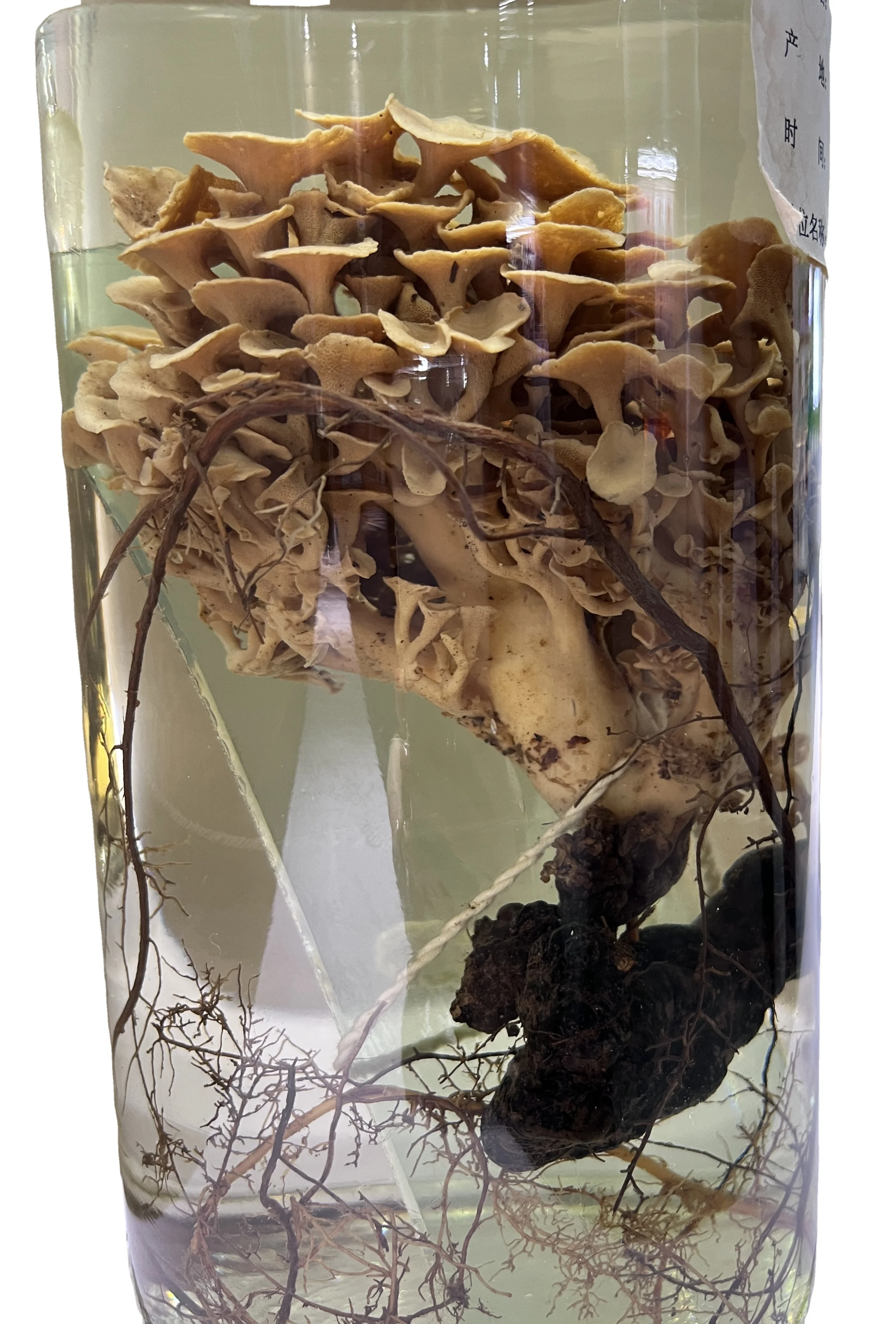 Zhuling Mushroom Powder; Polyporus umbellatus extract powder