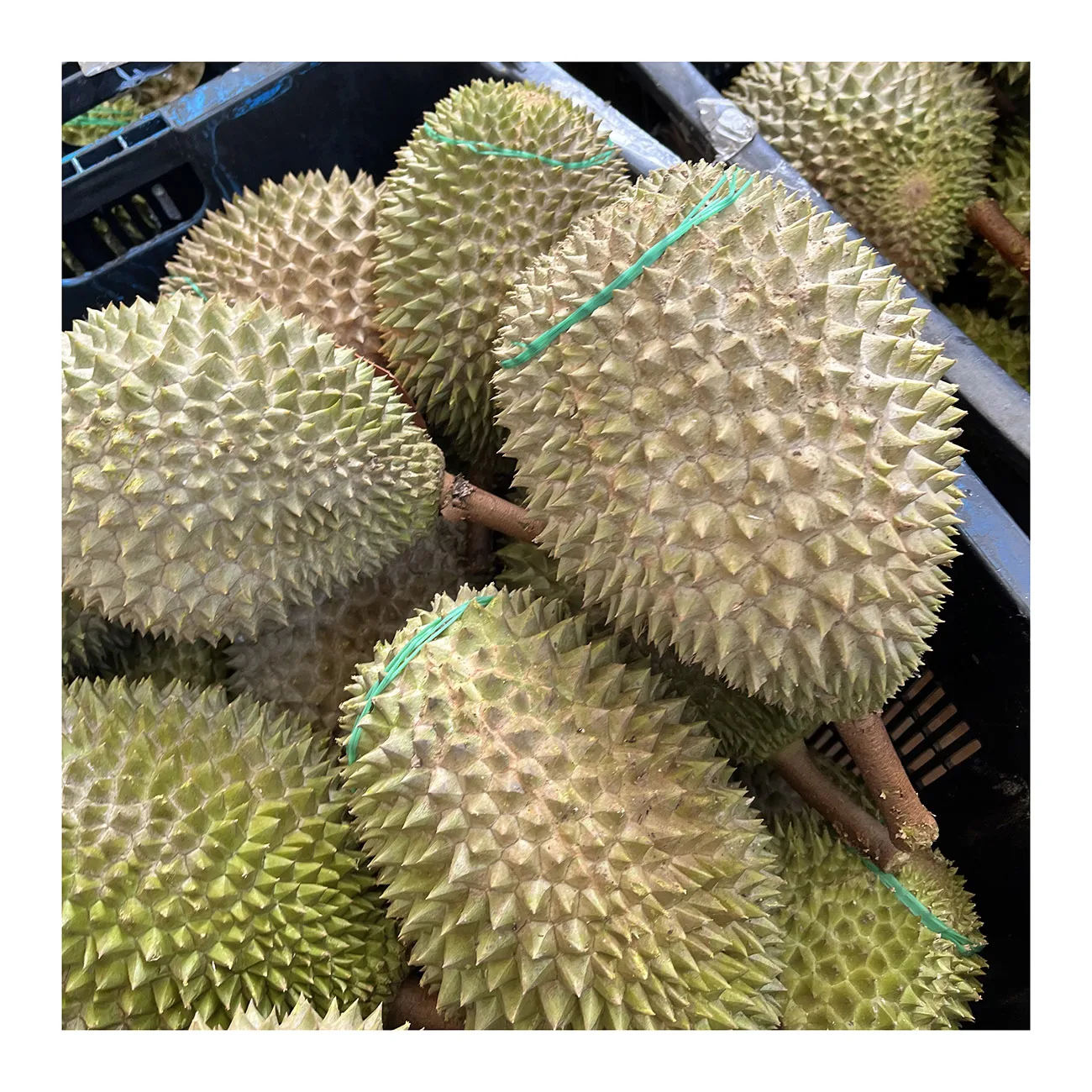 High Quality Best Selling Fresh Whole Fruit Durian High Premium Grade Malaysia Delicious Musang King With Yellow Color