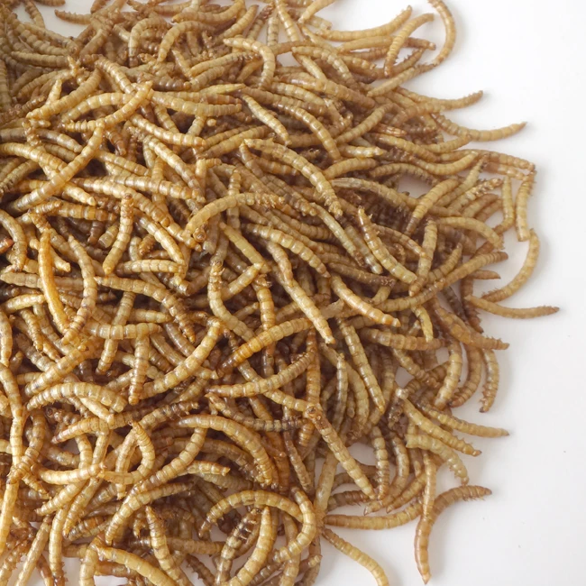 
Dried Mealworm for Birds Packed in Barrel 100g 