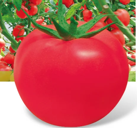 Высокое качество болезни torelant красные семена томатов