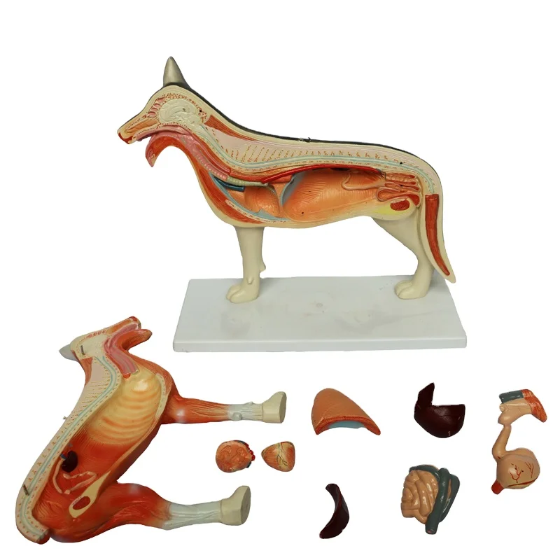 biology animal anatomy model anatomical medical dog model medical science education model