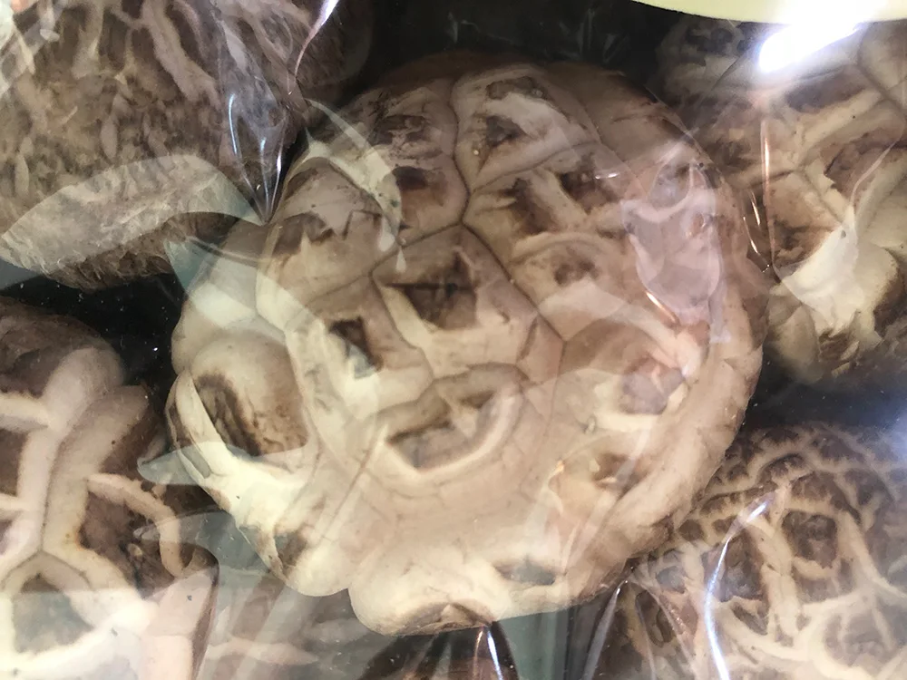 Японское сырье типичные вкусные дикие коричневые сушеные грибы shiitake цена за кг