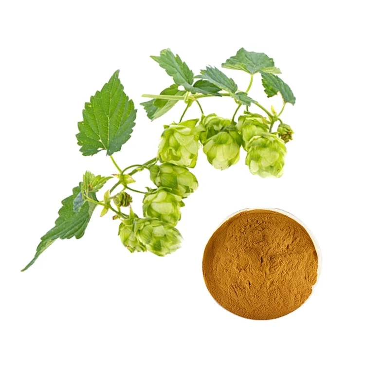 
Low wholesale prices Hops flower extract powder 