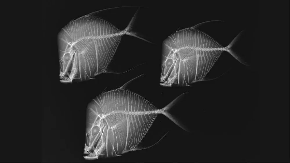 drystar agfa dt2b film hot sexy tube for x ray tube
