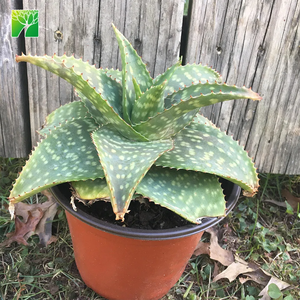 Hot sale soap aloe real natural succulent plants aloe maculata