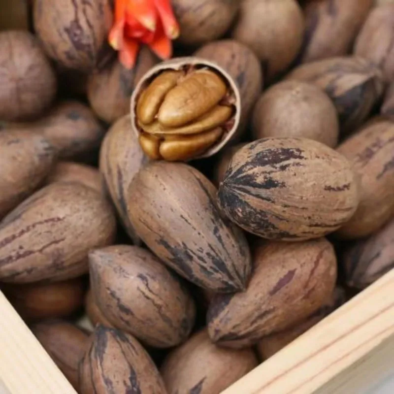 Factory wholesale and retail of raw pecans