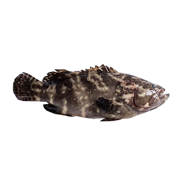 
Popular Wholesale Hot Sale Aquatic Product Live Dragon Tiger Grouper Fish From Taiwan 
