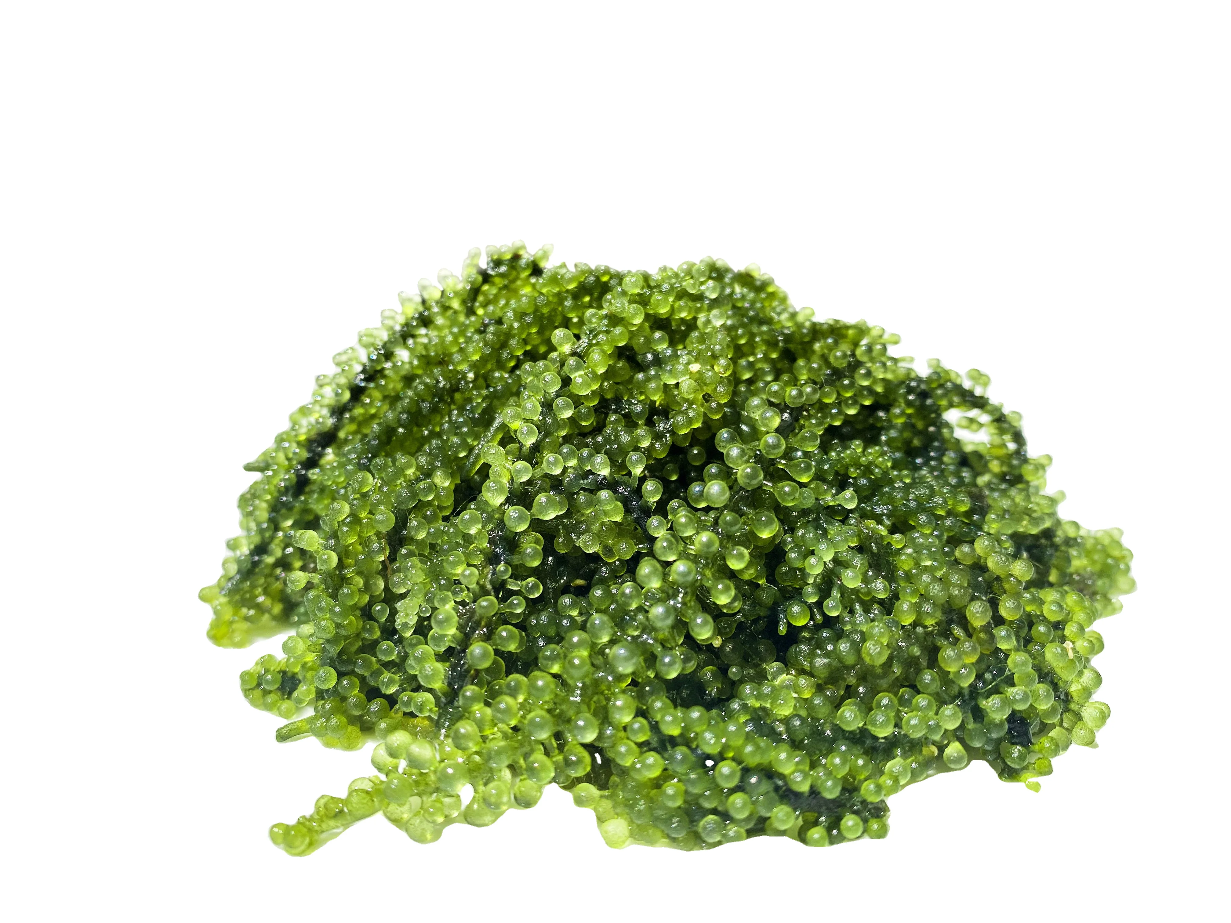 An My Dewatered Seaweed Top Grade Product Natural Green Sea Grapes From Viet Nam