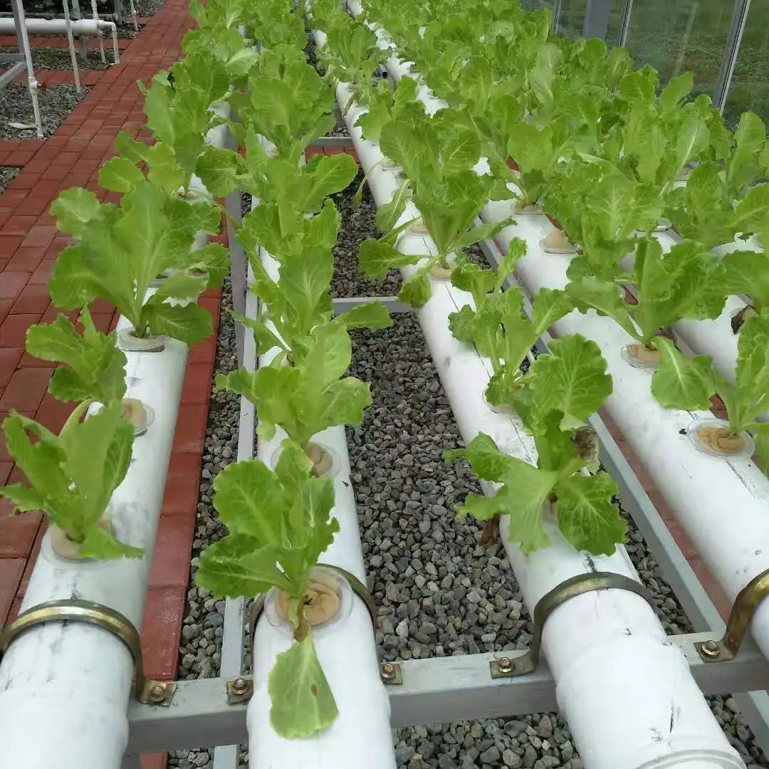 Green house nft hydroponic pipe mushroom greenhouse farm
