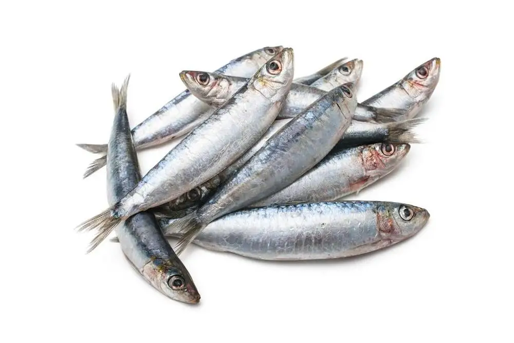 Frozen Fish Sardines For Canning And Market Sardinella Longiceps