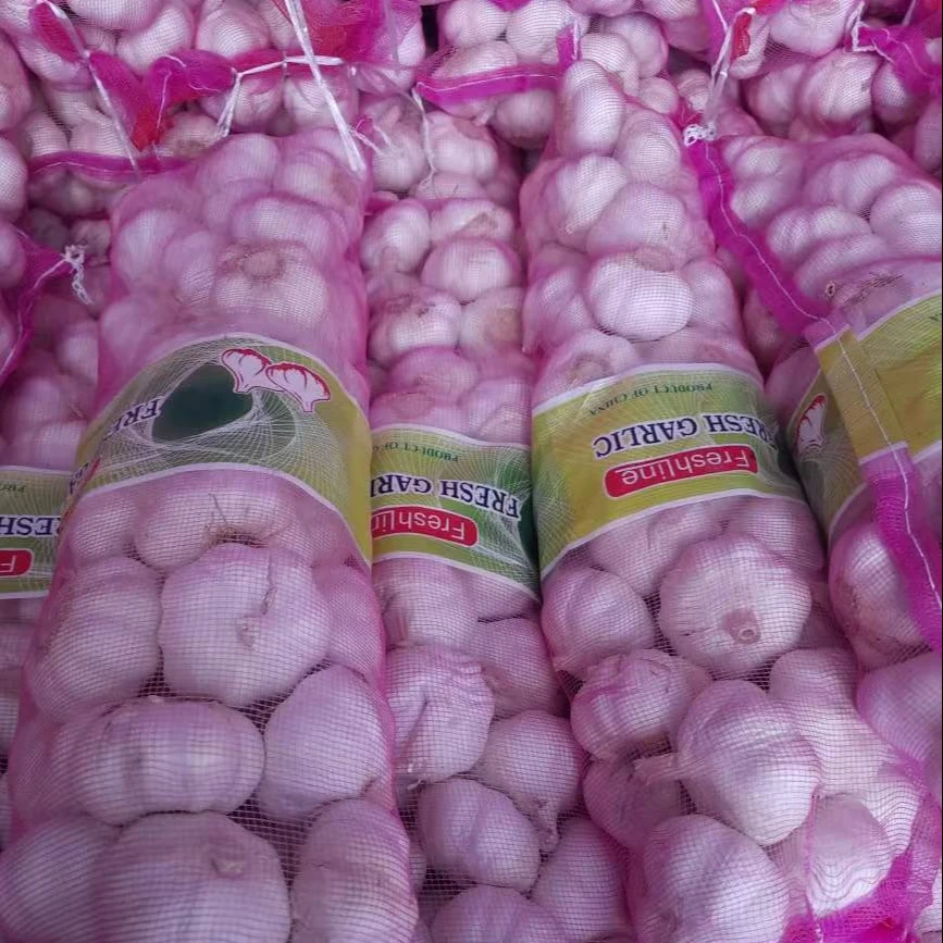 5.5 cm factory pure white fresh garlic price  2023 new fresh garlic from China white garlic