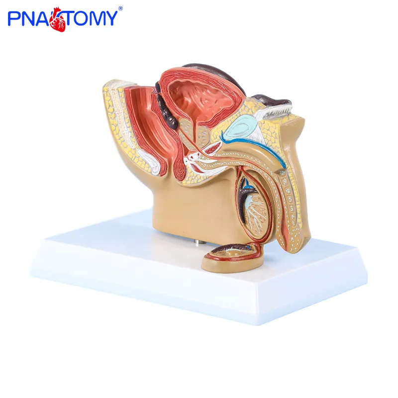 Medical Gift Human Anatomy Male pelvis model