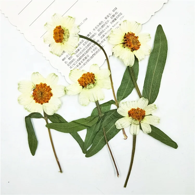 12 шт./упаковка Zinnia с отжатым стержнем Модные украшения