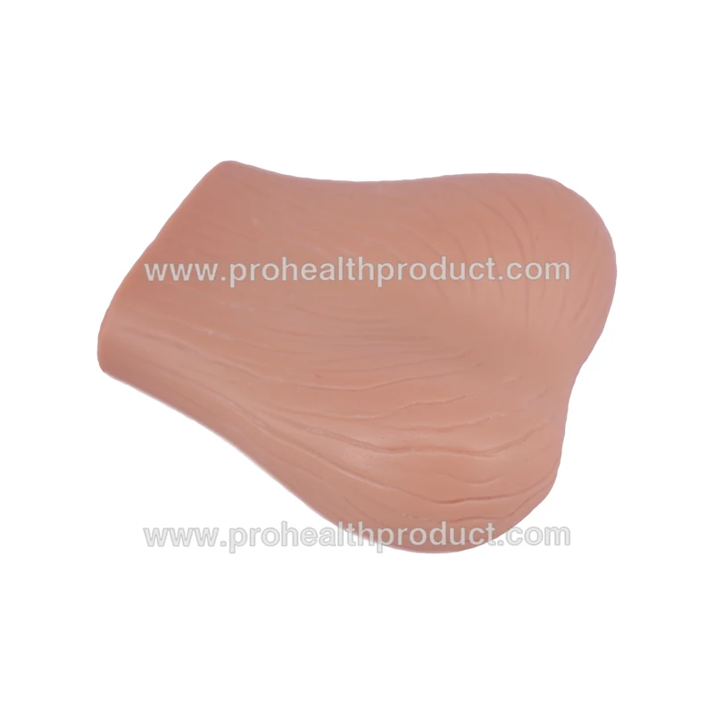Normal & Pathological Testicular Examination Simulator Male Testicles Model
