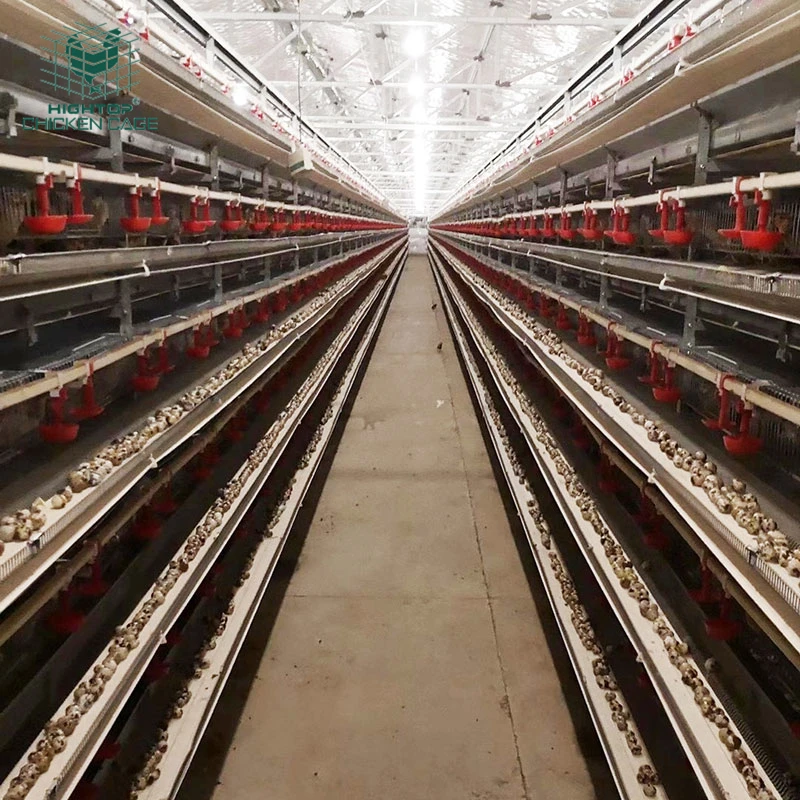 Commercial 6 Tiers H Type Fully Automatic Battery Quail Layer Egg Cage With Feeders