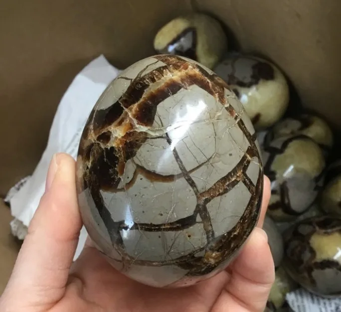 Wholesale natural beetle stone tortoiseshell stones eggs septarium egg for decoration