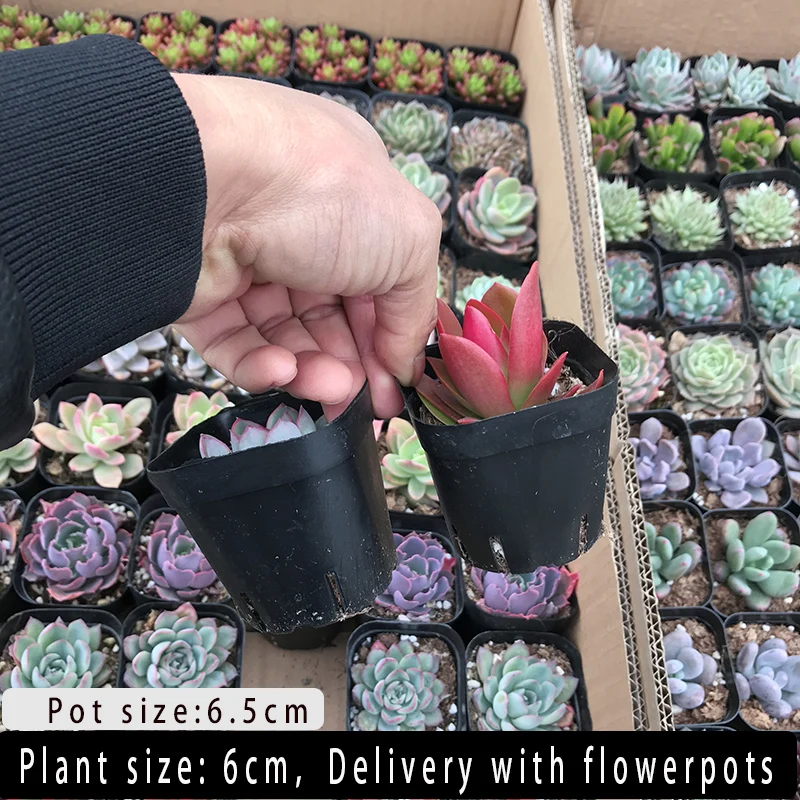 
Hot sale colour Succulent plant Fresh plants Shipment succulent plant in pot 60p in a box 