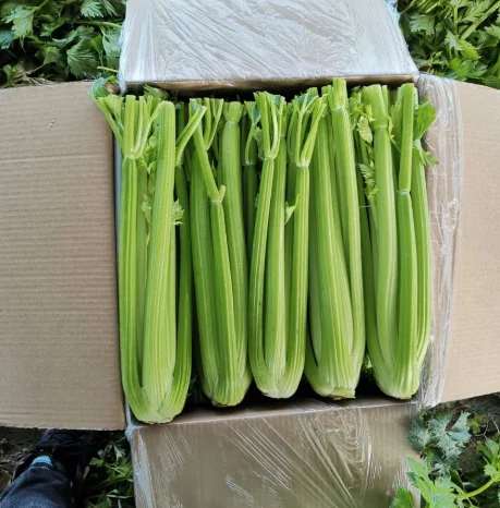 Большая оптовая продажа свежего Сельдерея