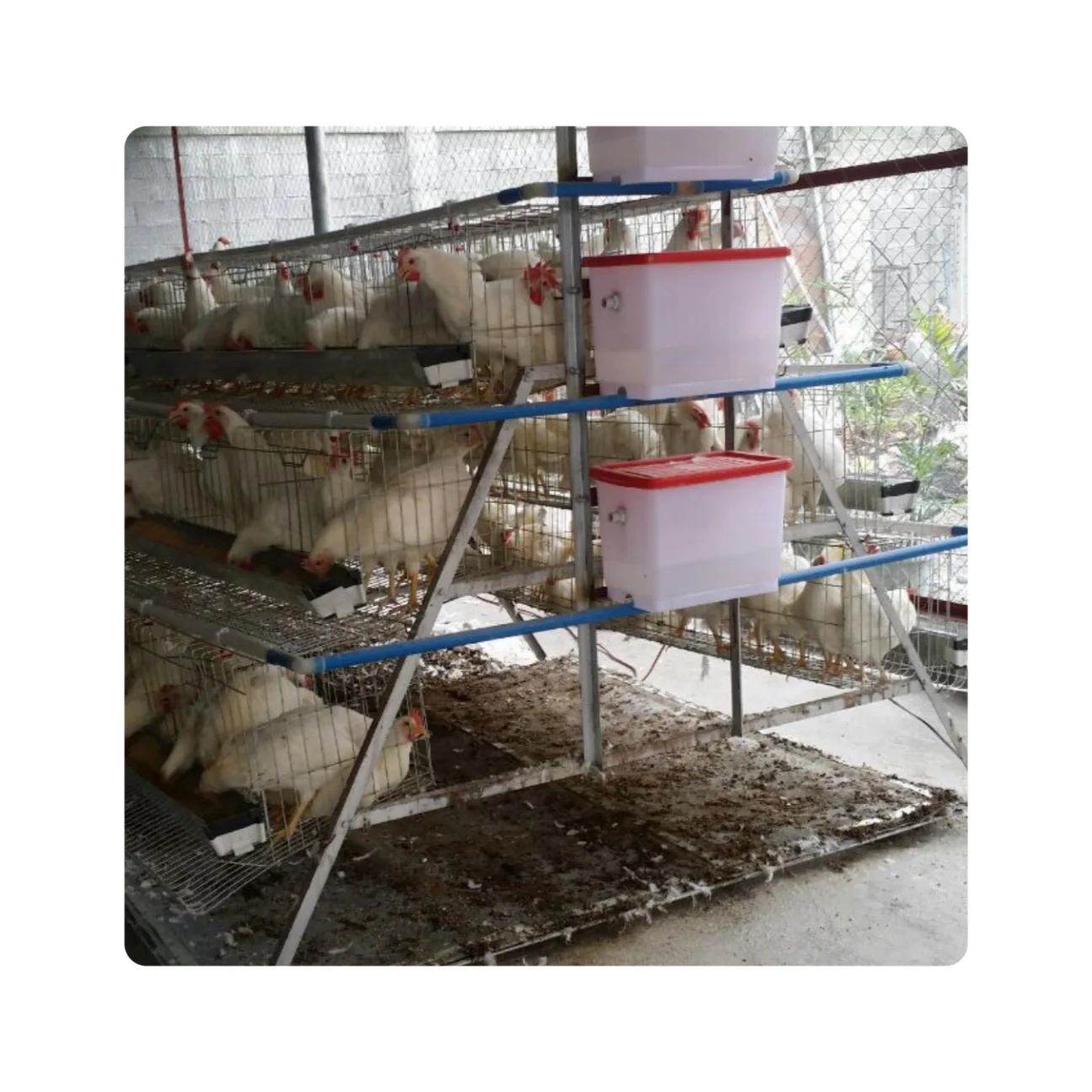 A type galvanized chicken cages for laying hen poultry cage Chicken Layer Cage Used In Poultry Farm
