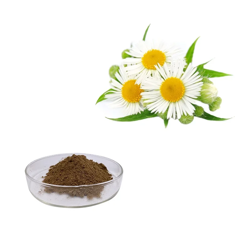 Manufacturer supply Chamomile Flower Powder China Best Chamomile Extract