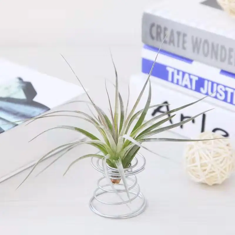 Air Plant Holder Tillandsia Display Holder Decorative Galvanized Steel Home Used with Flower/green Plant Metal,metal Steel