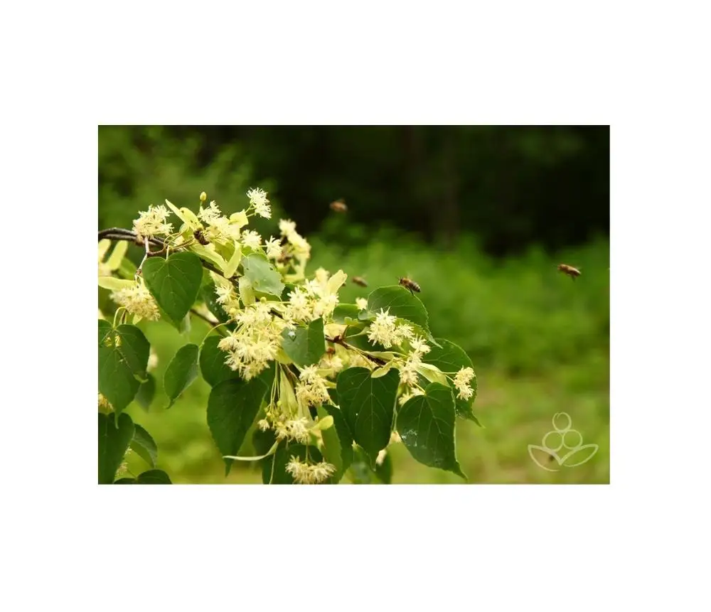 1kg Russian Natural Linden Honey