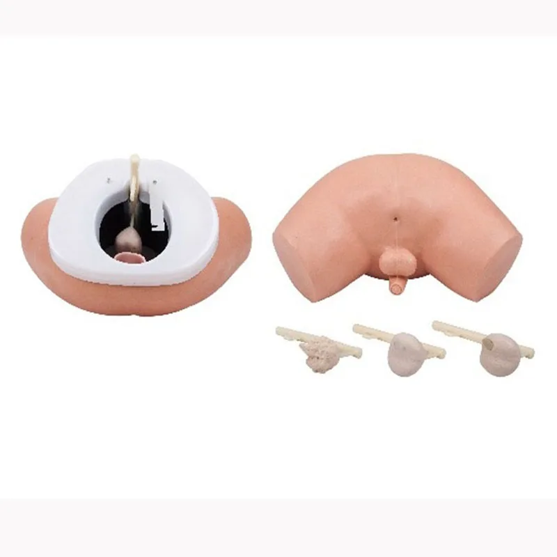 Medical teaching anatomical model educational human prostate examination model prostate examination simulator