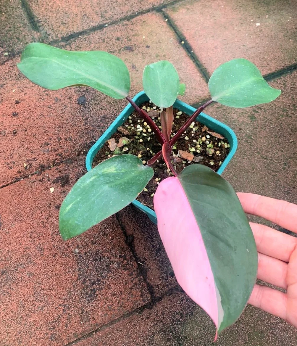 Оптовая продажа филодендрон натуральный план филодендрон розовый принцесса живые растения для декоративных