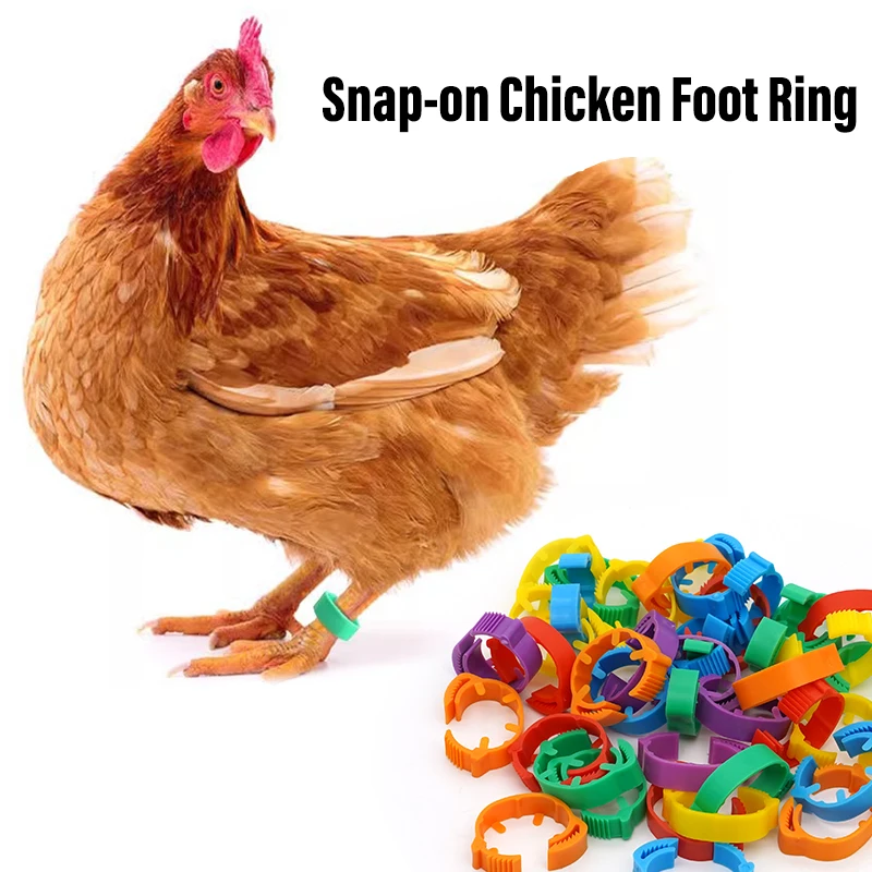 Новинка стильные кольца на щиколотке с застежкой без слов куриная утка краем опознавательный знак для ног птицы