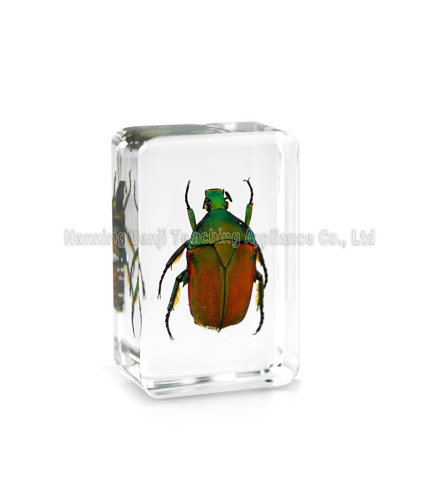 Eco-Friendly Long Arm Scarab Beetle Resin Crafts Real Epoxy Animal Specimen For Gits