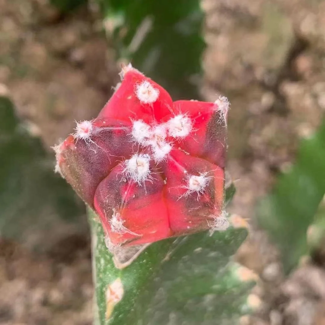 
Wholesale live cactus Mario Astrophytom Plants indoor cactus plants grafted tree cactus 