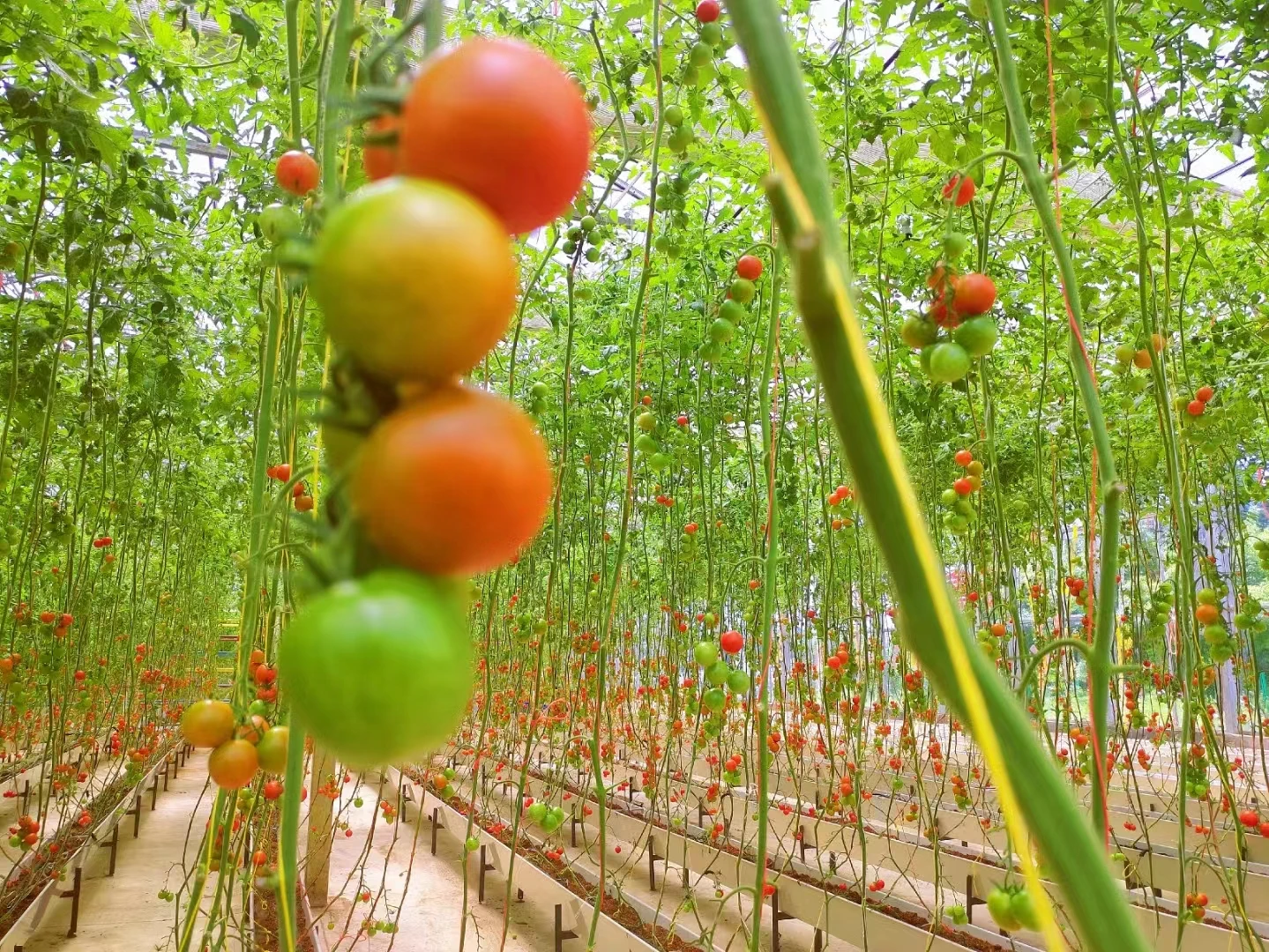 Greece HOT sell Fresh Tomato sweet  Natural red  Best quality wholesale thailand fresh tomatoes