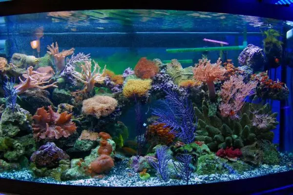 Цветные совокупные камни из камней для сада и украшения