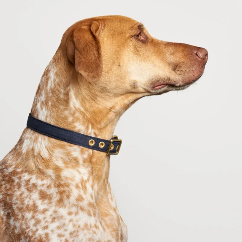 Outdoor Training Dog Collar Luxury Dog Collar