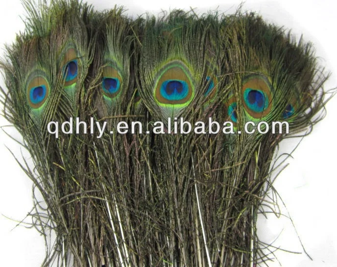 beauty peacock feather