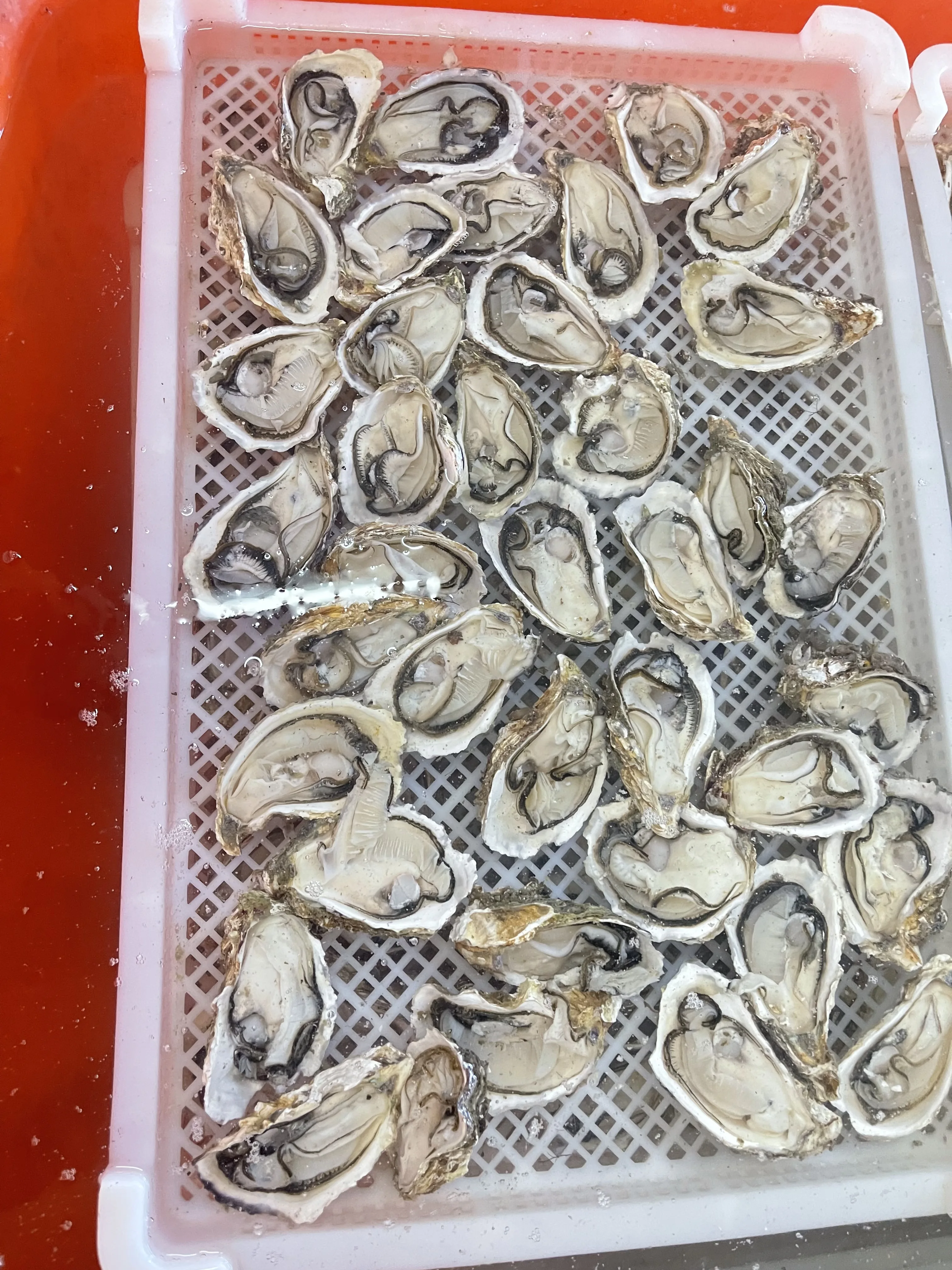 Wholesale Top Quality Seafood Supplier Frozen Oysters With Shell