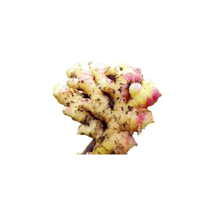 Wholesale Price Of Mature Crops Multi Purpose Fresh Natural Organic Ginger