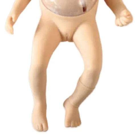 ADA Peripheral Puncture and Central Venous Puncture Cannulation Model and Neonatal Peripheral Central Venous Cannulation Model