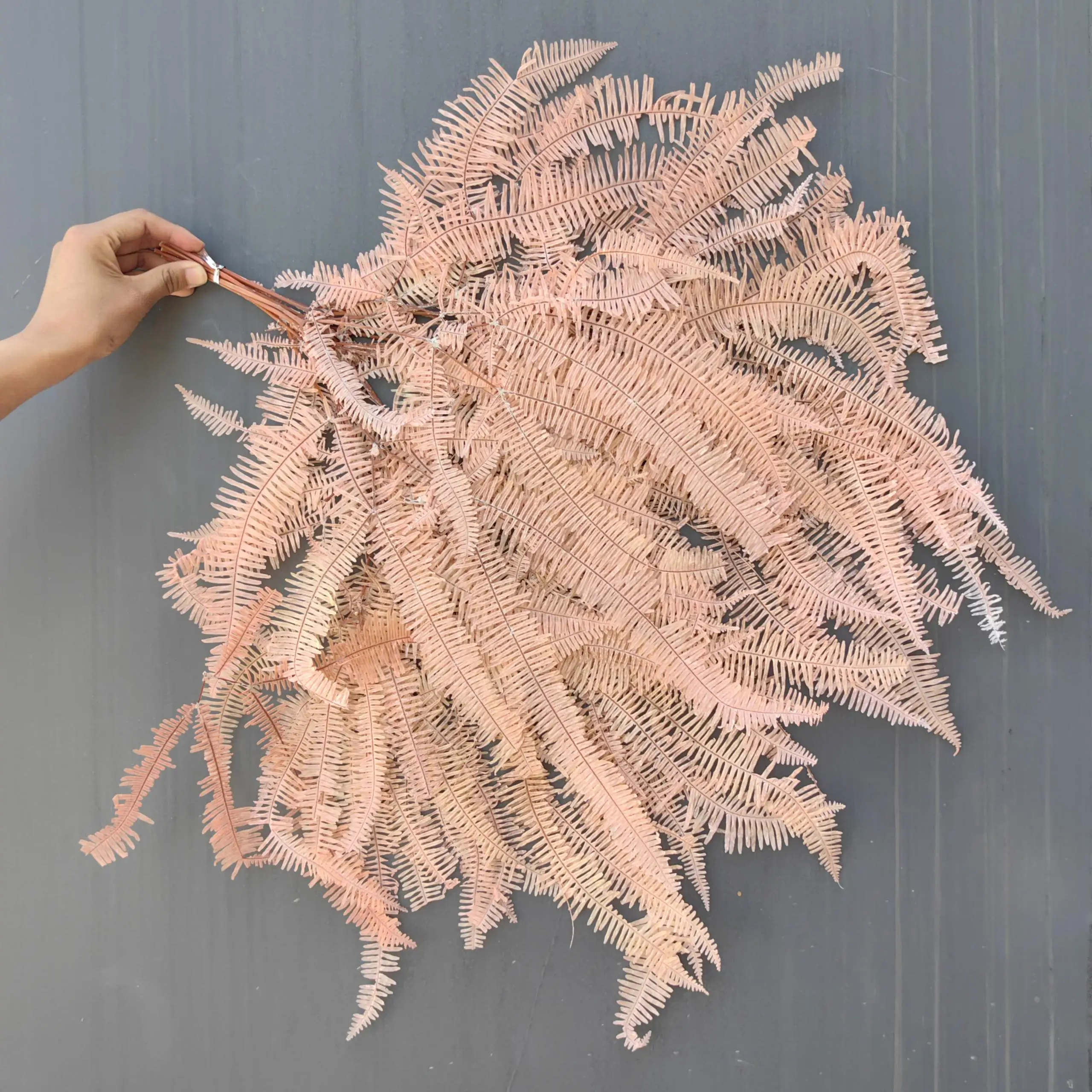 Wholesale Supply Preserved Colorful Leaves Preserved Spire Fern Leaves Fern For DIY Leaves