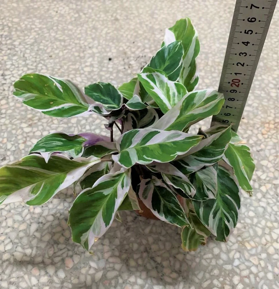  Оптовая продажа продвижение Calathea Fusion белая листва живые растения