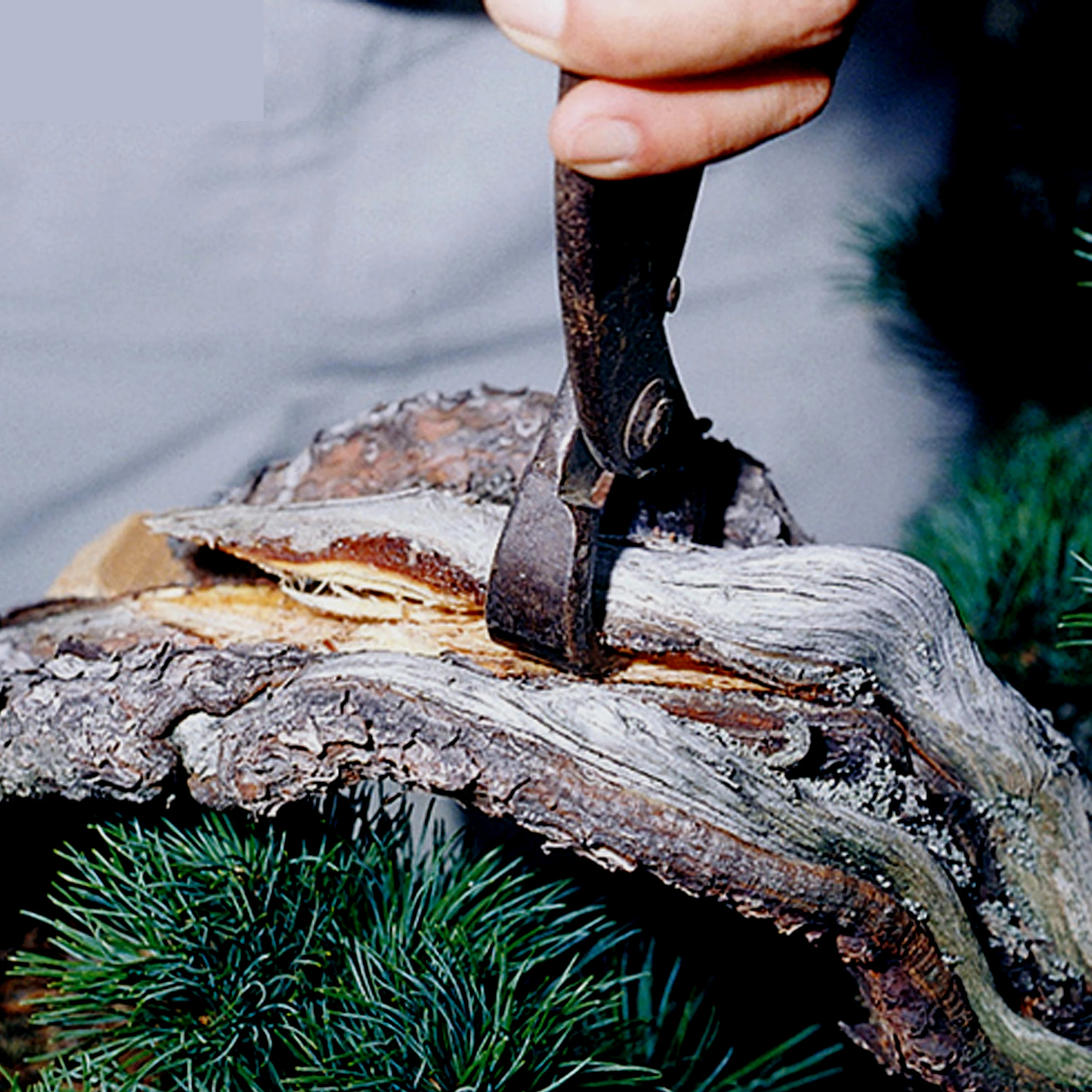 Japan professional garden pruning hand tools for thick branches