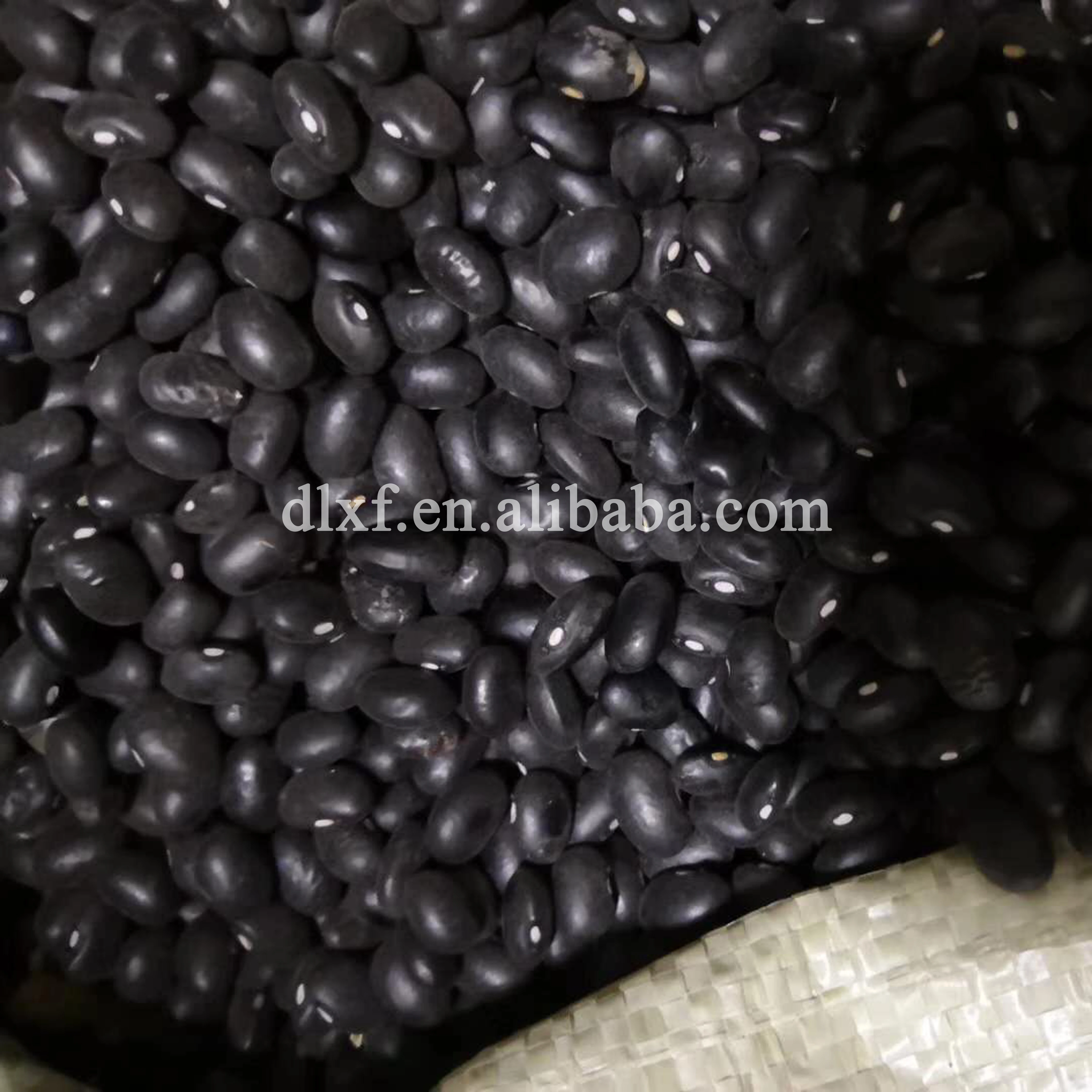wholesale factory price bulk dried black kidney beans