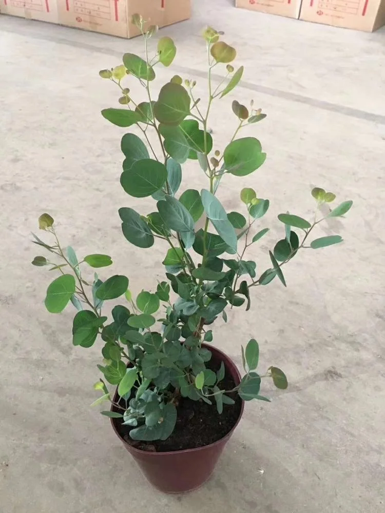 
wholesale indoor ornamental natural plant Eucalyptus robusta 