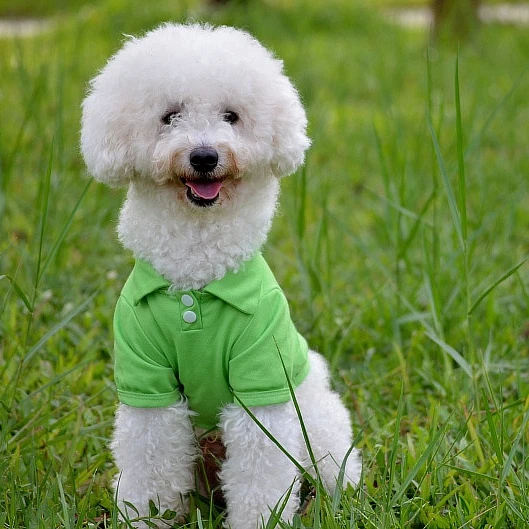 Wholesale cheap high quality custom logo blank dog polo shirt